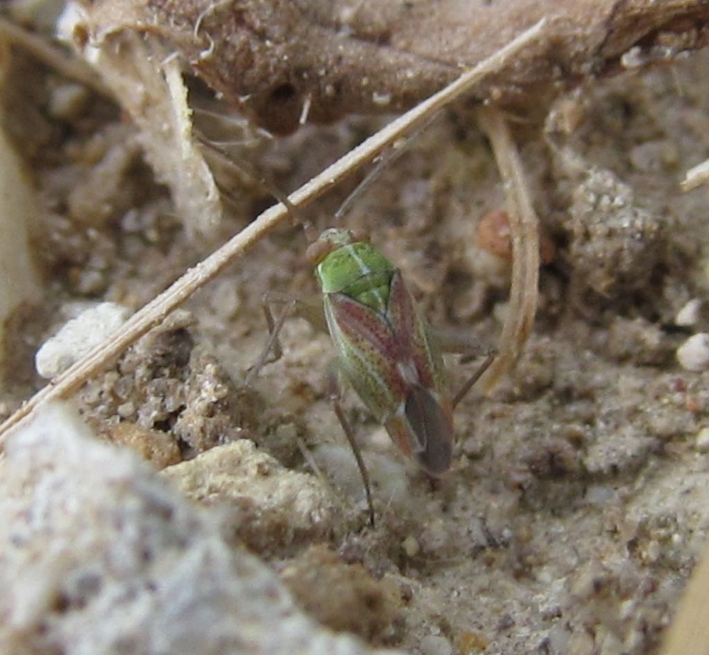 Miridae:Conostethus venustus